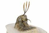 Trident Walliserops Trilobite - Exceptional Preparation #251922-2